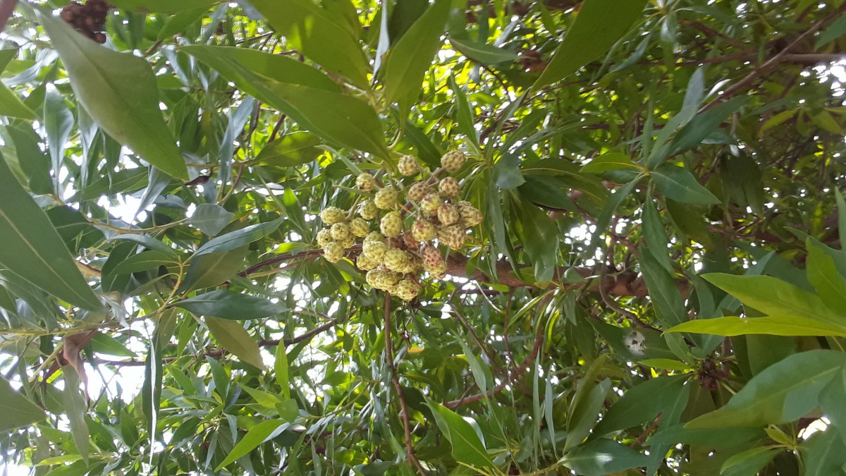 Conocarpus lancifolius Engl.